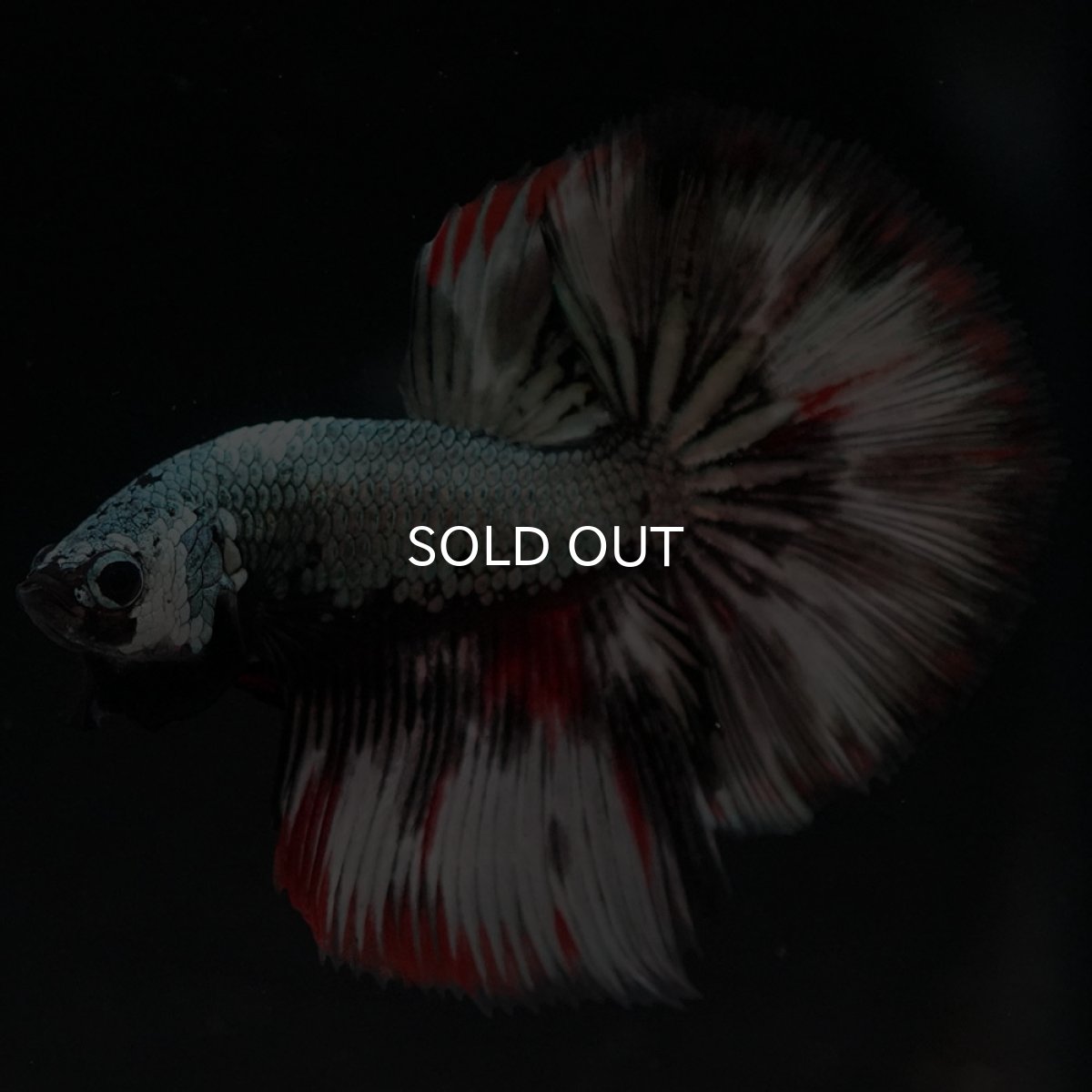 画像7: HM ファンシーカッパー (7)