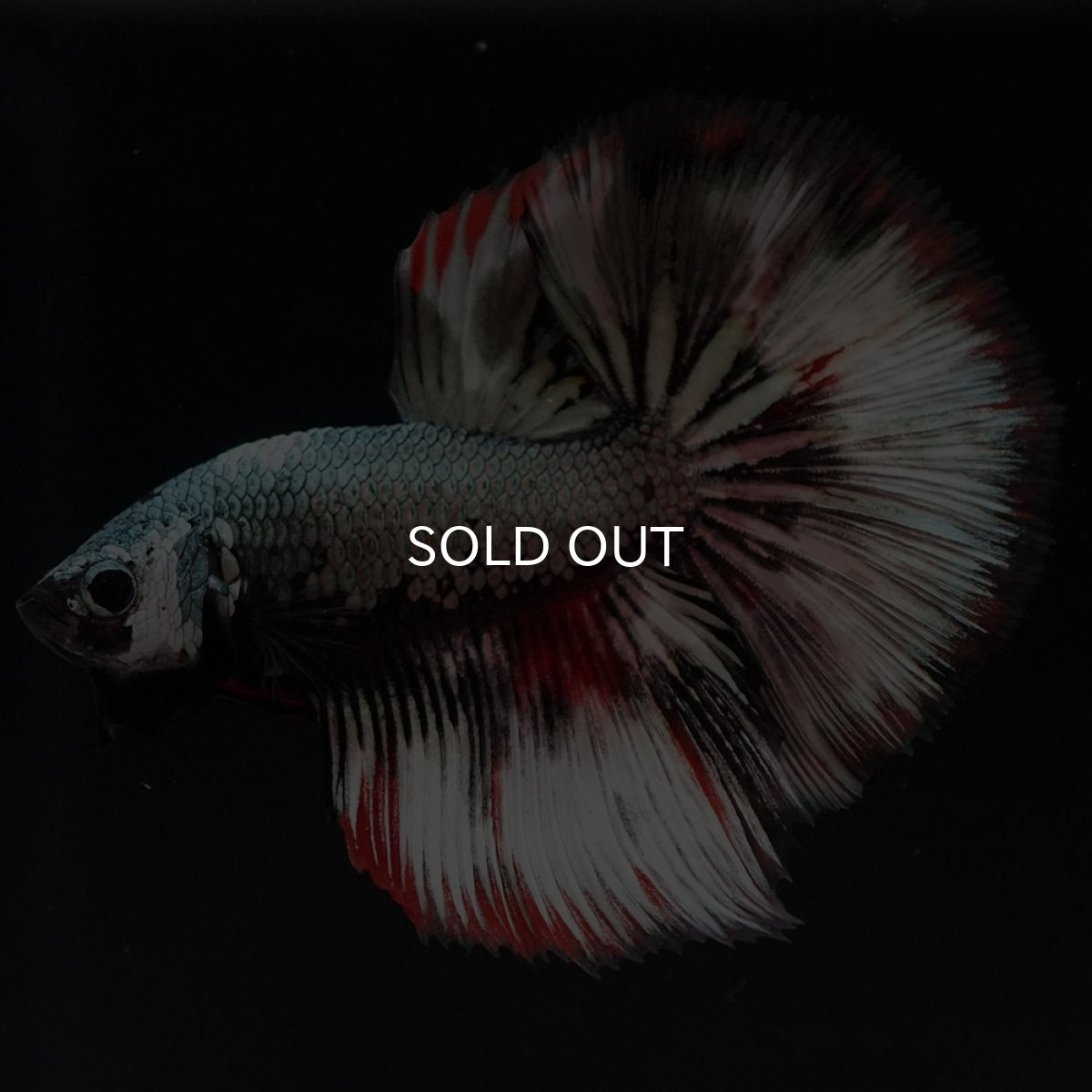 画像2: HM ファンシーカッパー (2)