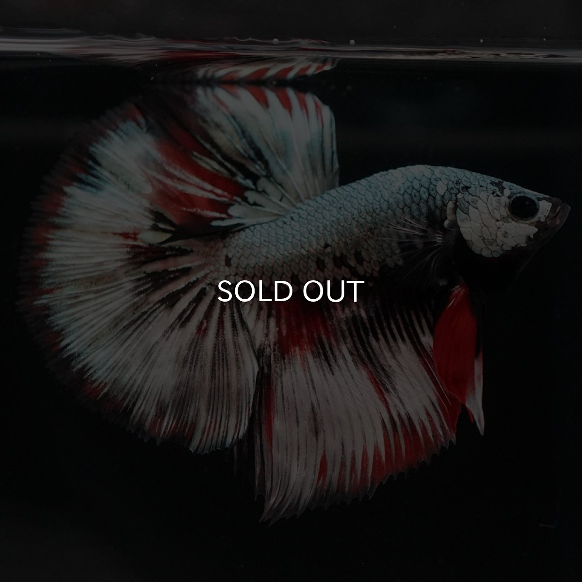 画像8: HM ファンシーカッパー (8)