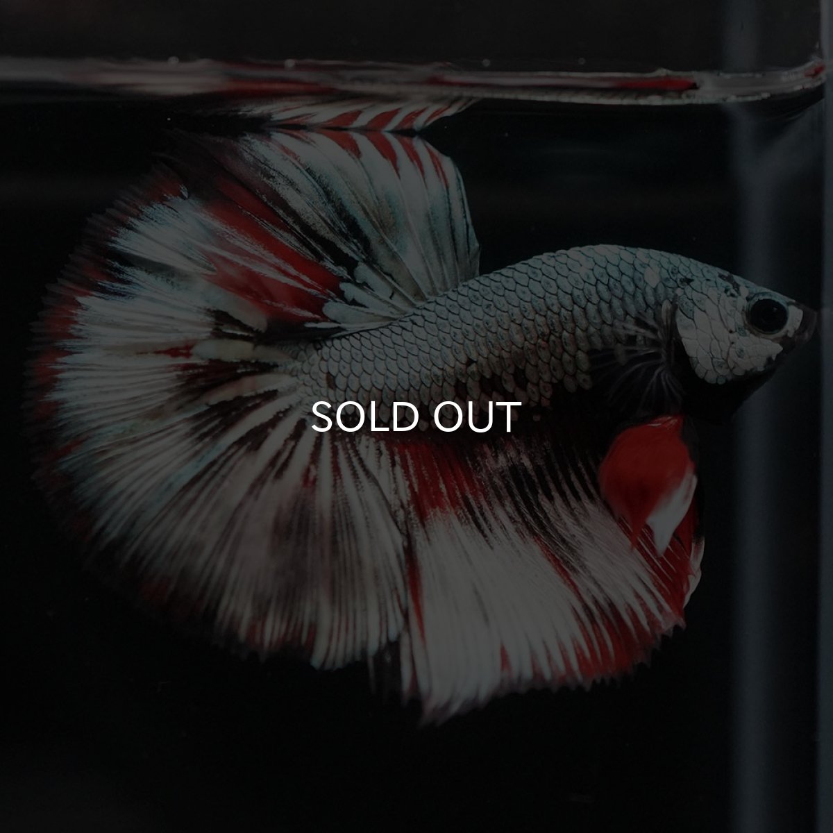 画像6: HM ファンシーカッパー (6)