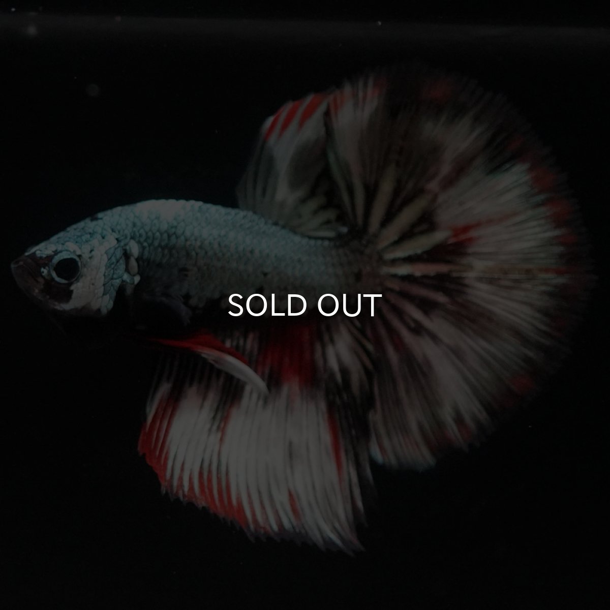 画像4: HM ファンシーカッパー (4)