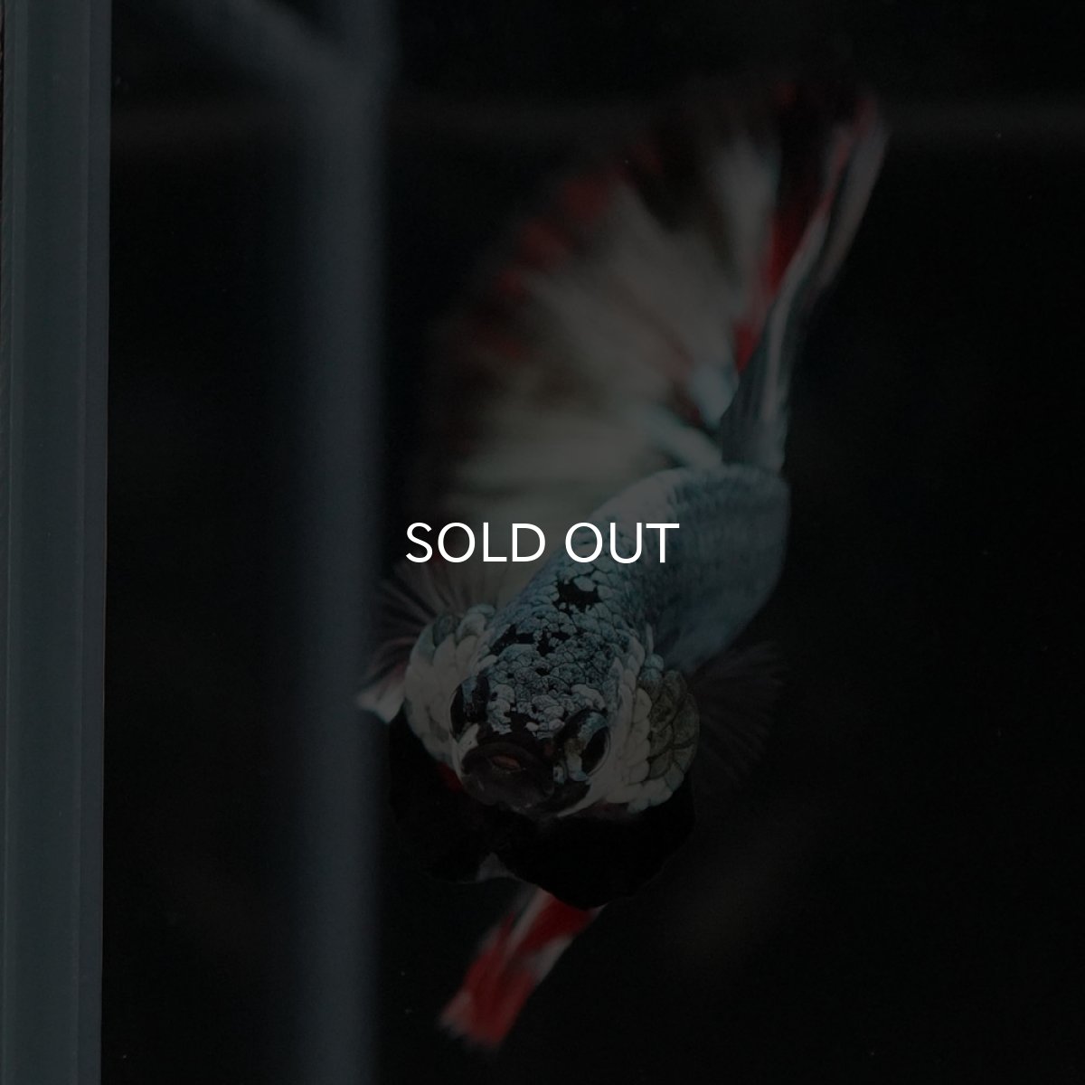 画像5: HM ファンシーカッパー (5)