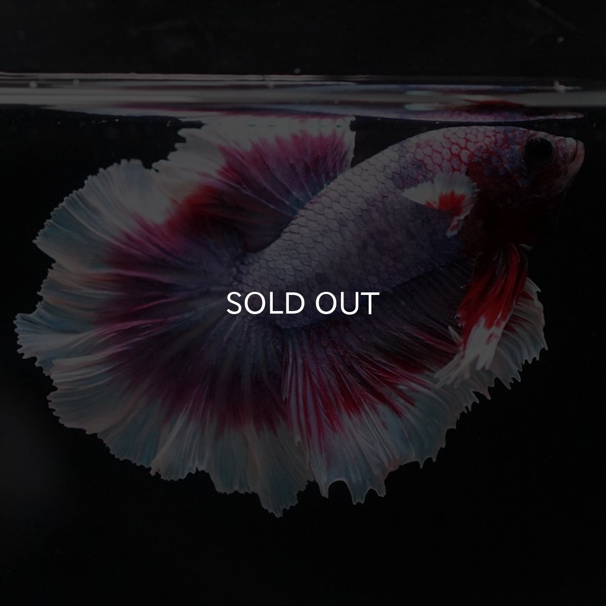 画像5: HM　ラベンダーバタフライ　ローズテール (5)