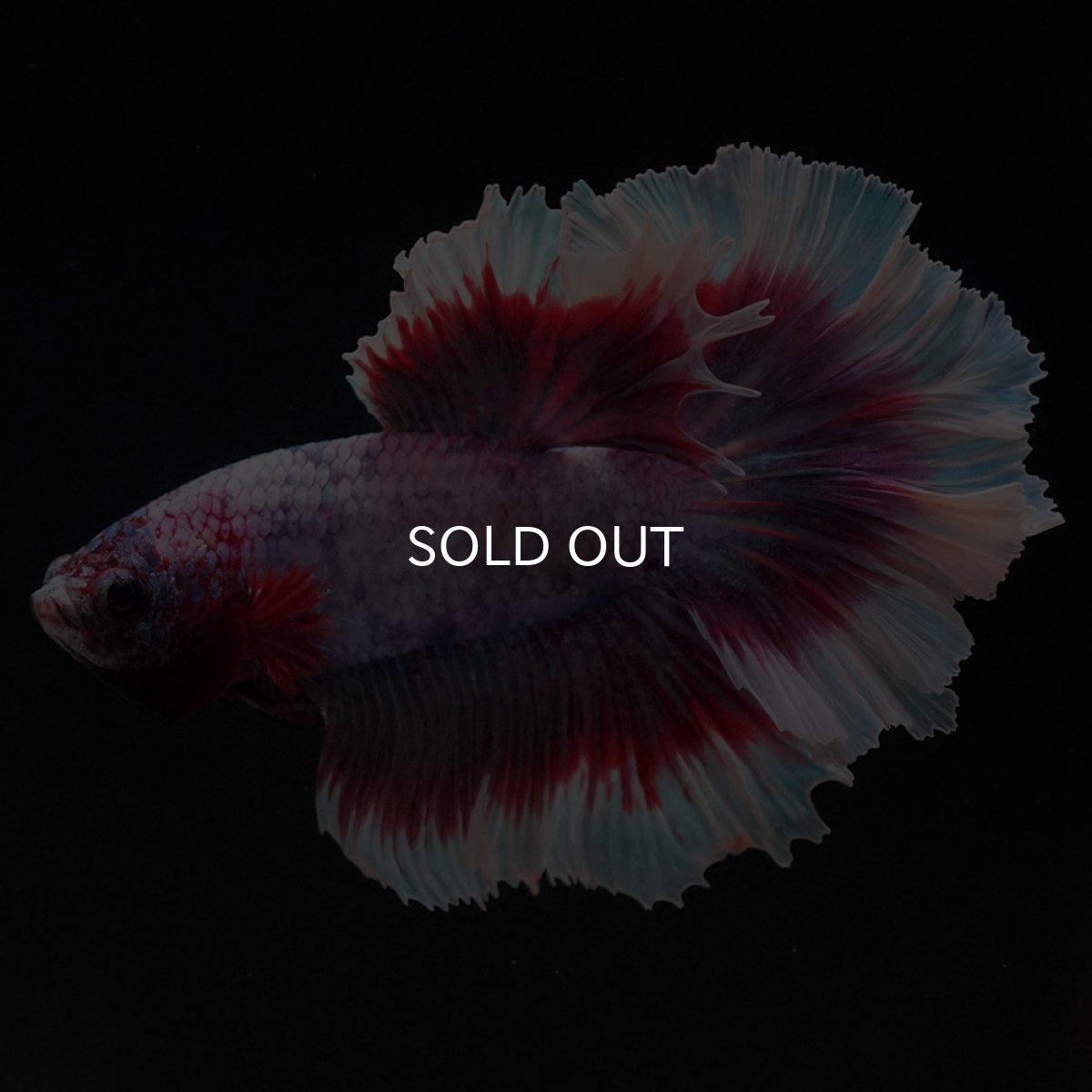 画像2: HM　ラベンダーバタフライ　ローズテール (2)