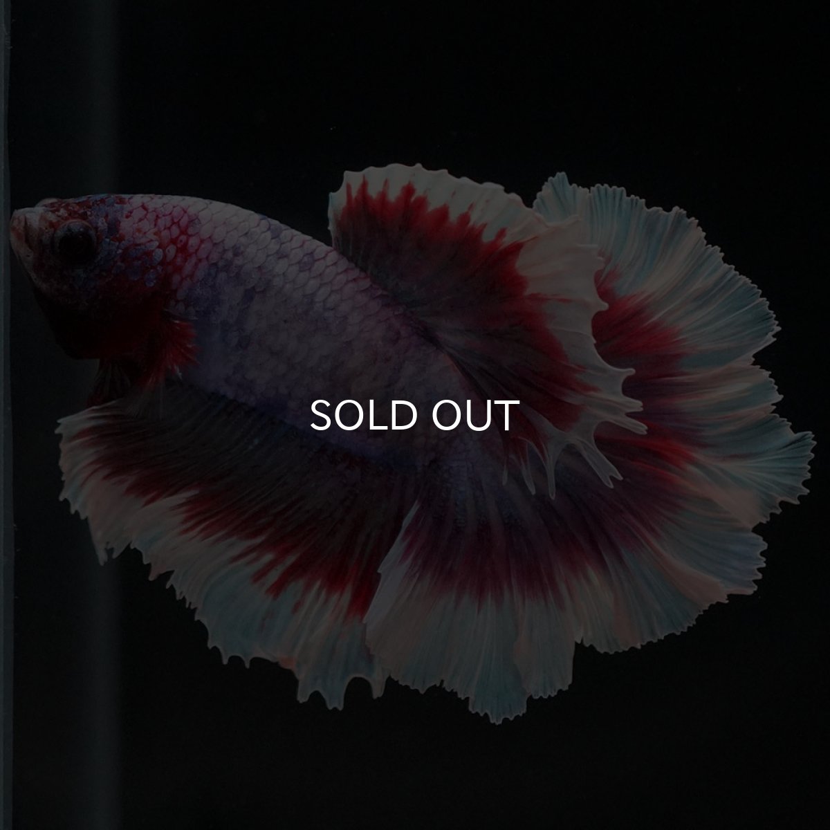 画像4: HM　ラベンダーバタフライ　ローズテール (4)