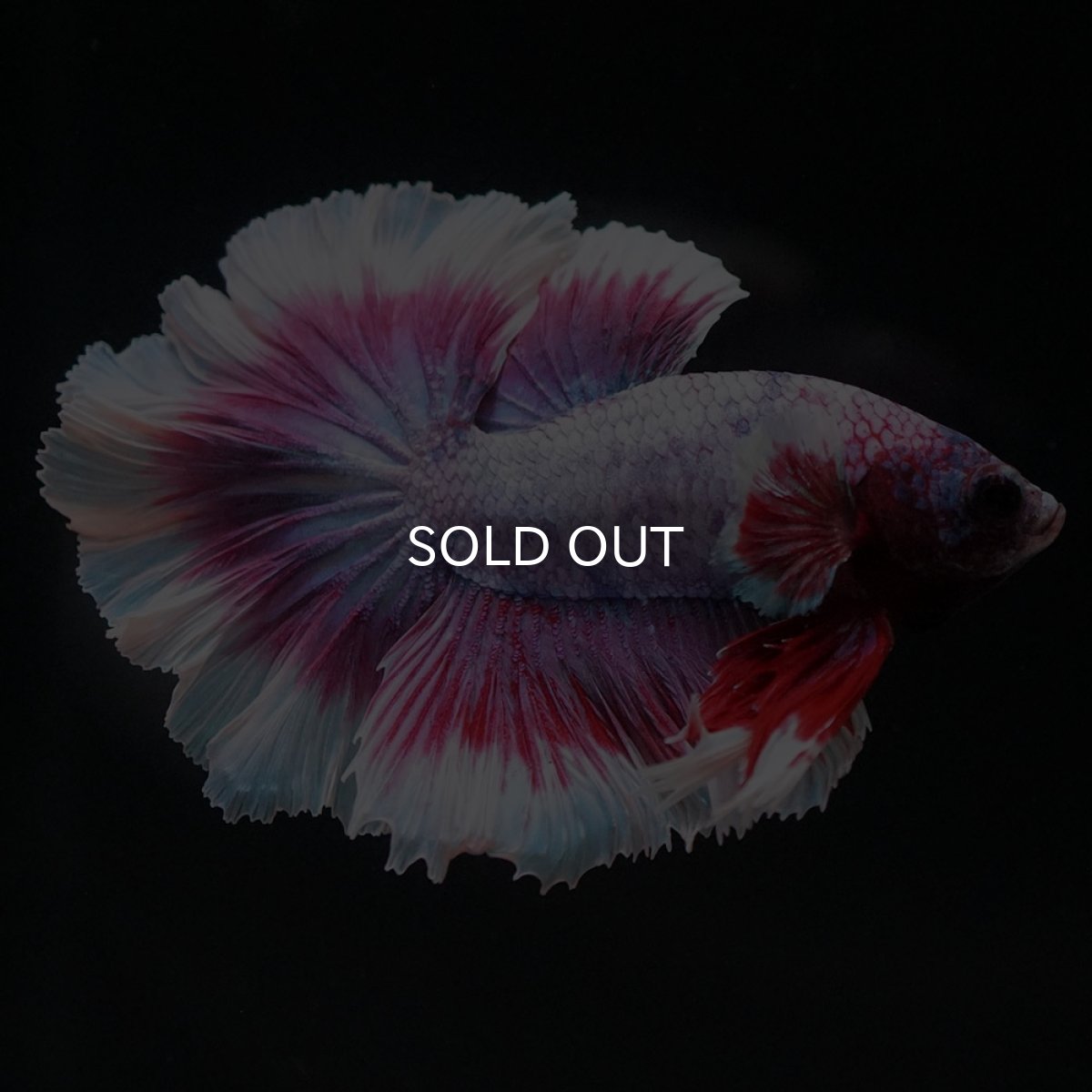 画像3: HM　ラベンダーバタフライ　ローズテール (3)