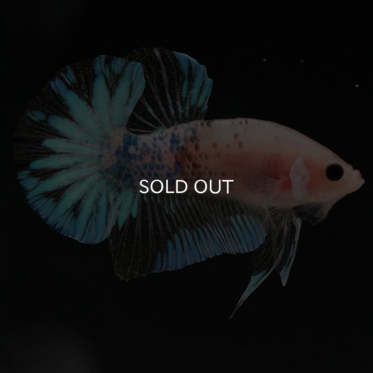 画像10: HMPK　ファンシークリア (10)