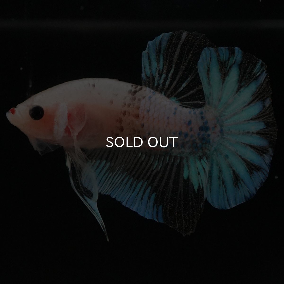 画像9: HMPK　ファンシークリア (9)