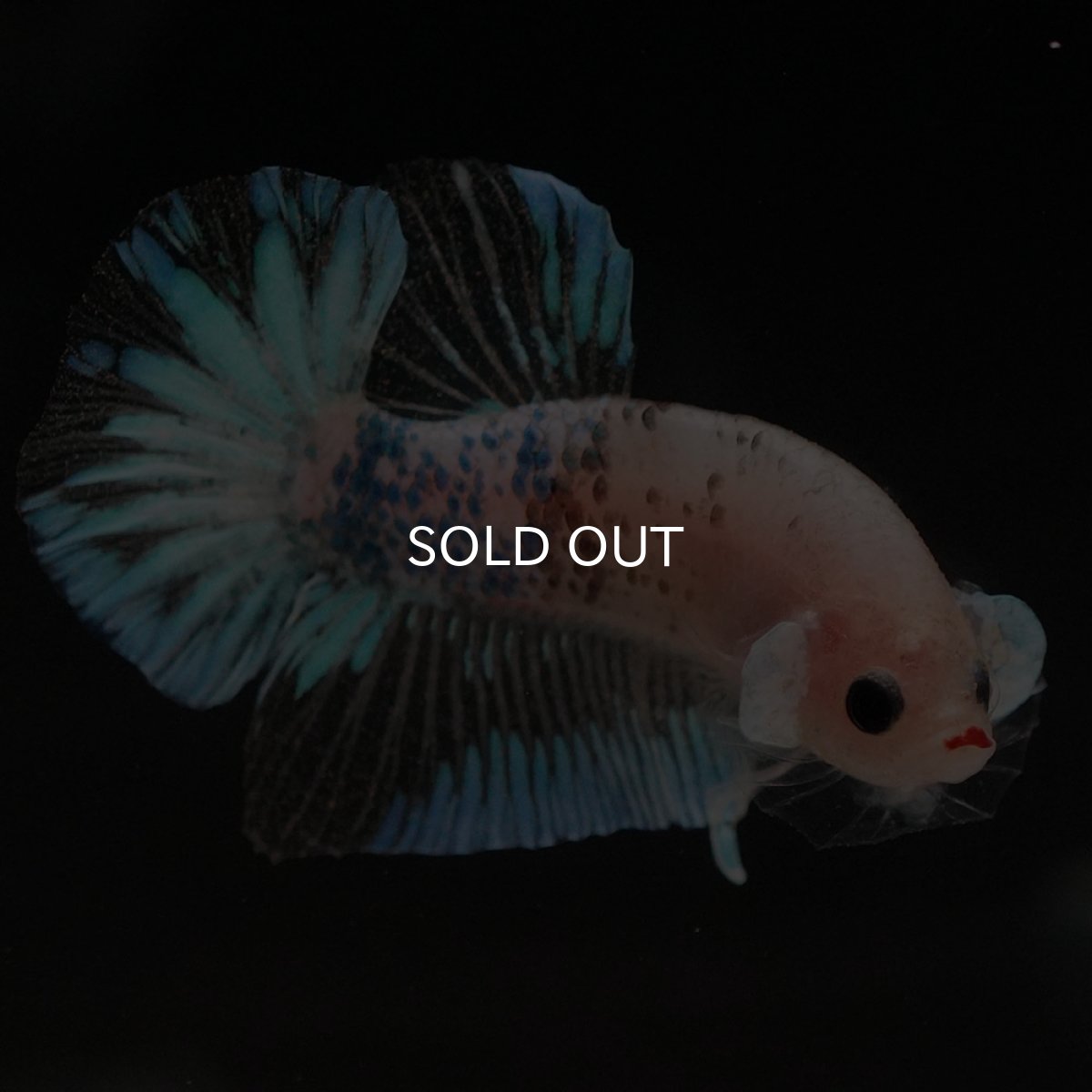 画像8: HMPK　ファンシークリア (8)