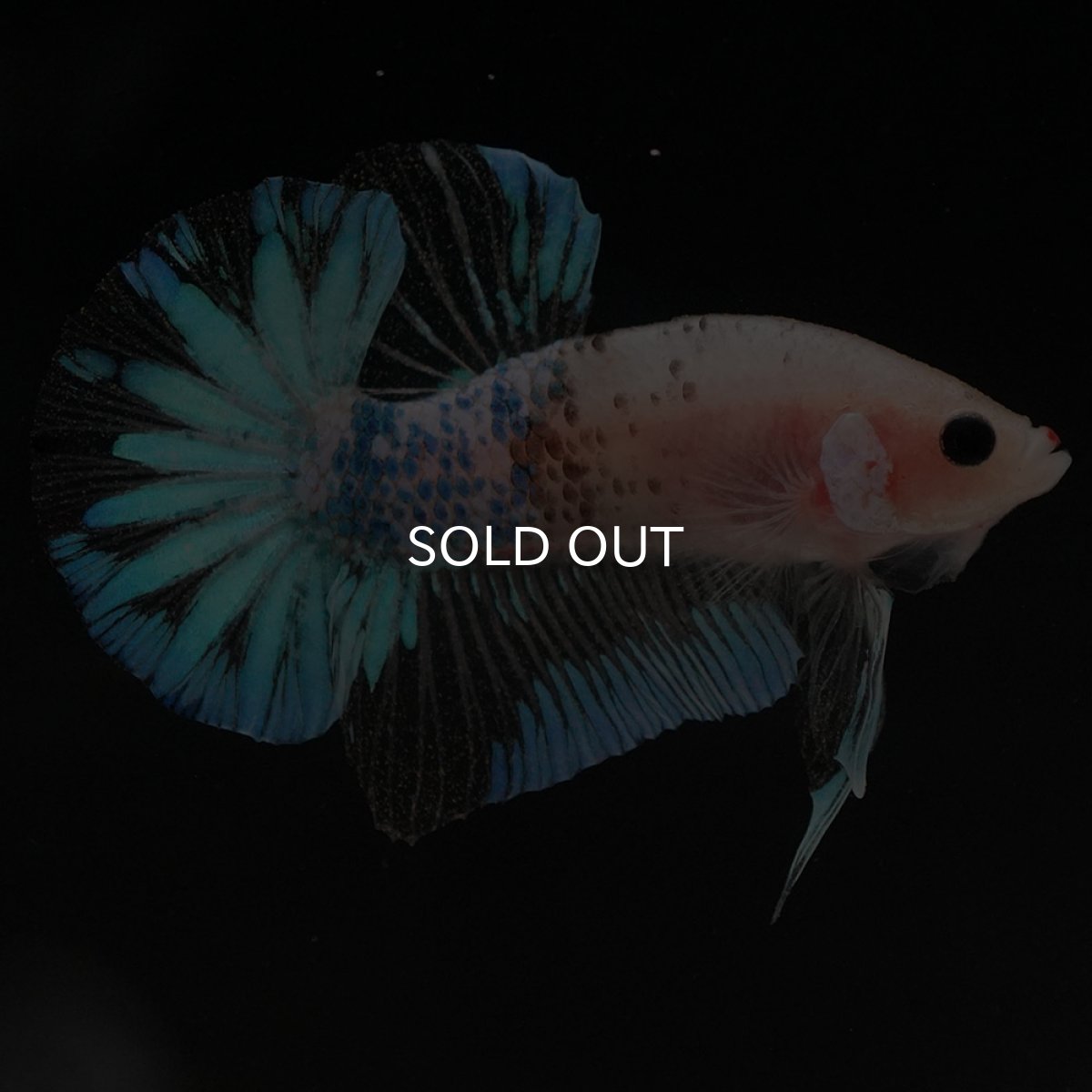 画像6: HMPK　ファンシークリア (6)