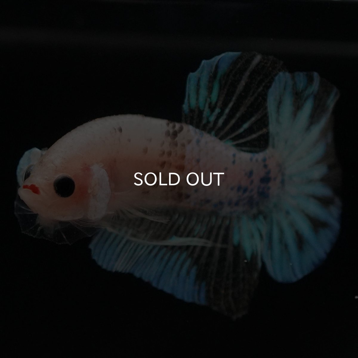 画像5: HMPK　ファンシークリア (5)