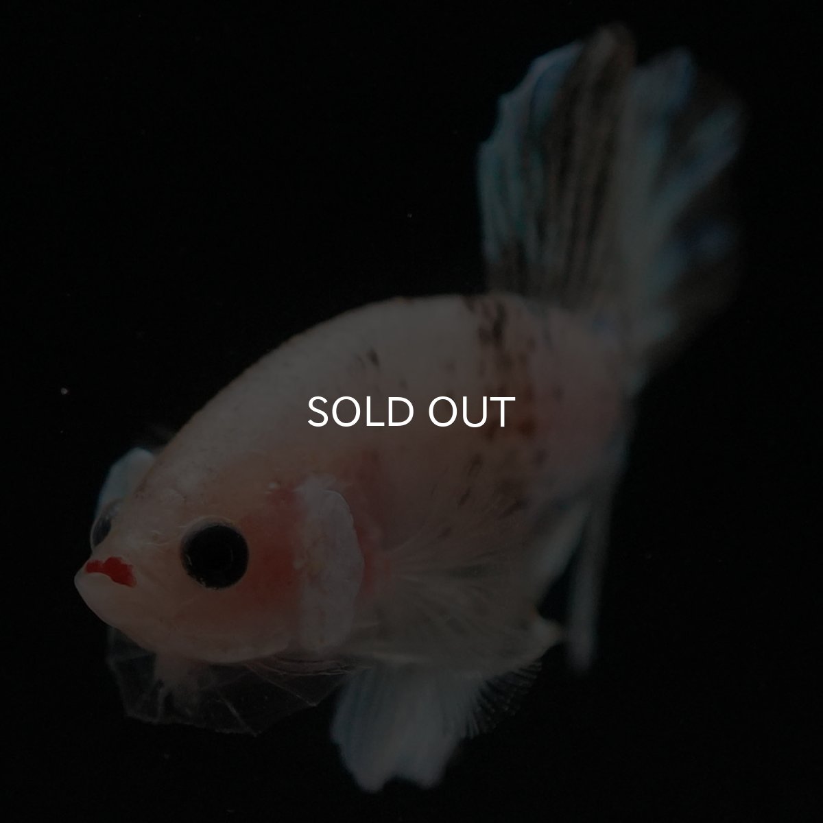 画像3: HMPK　ファンシークリア (3)