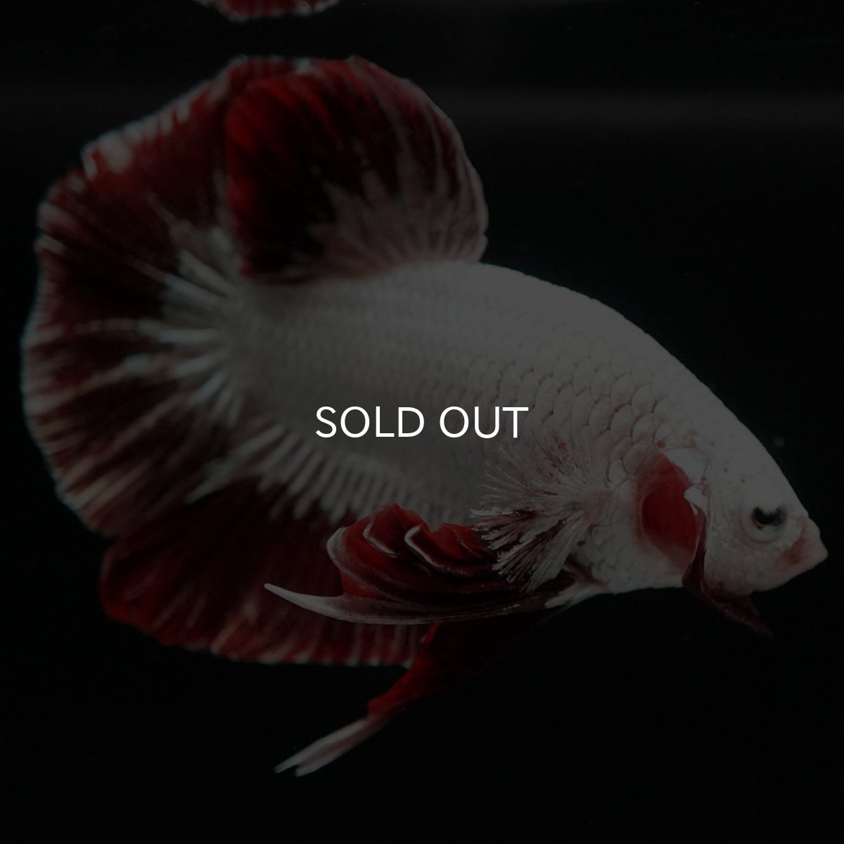 画像8: HMPK プラチナレッドドラゴン スノー (8)