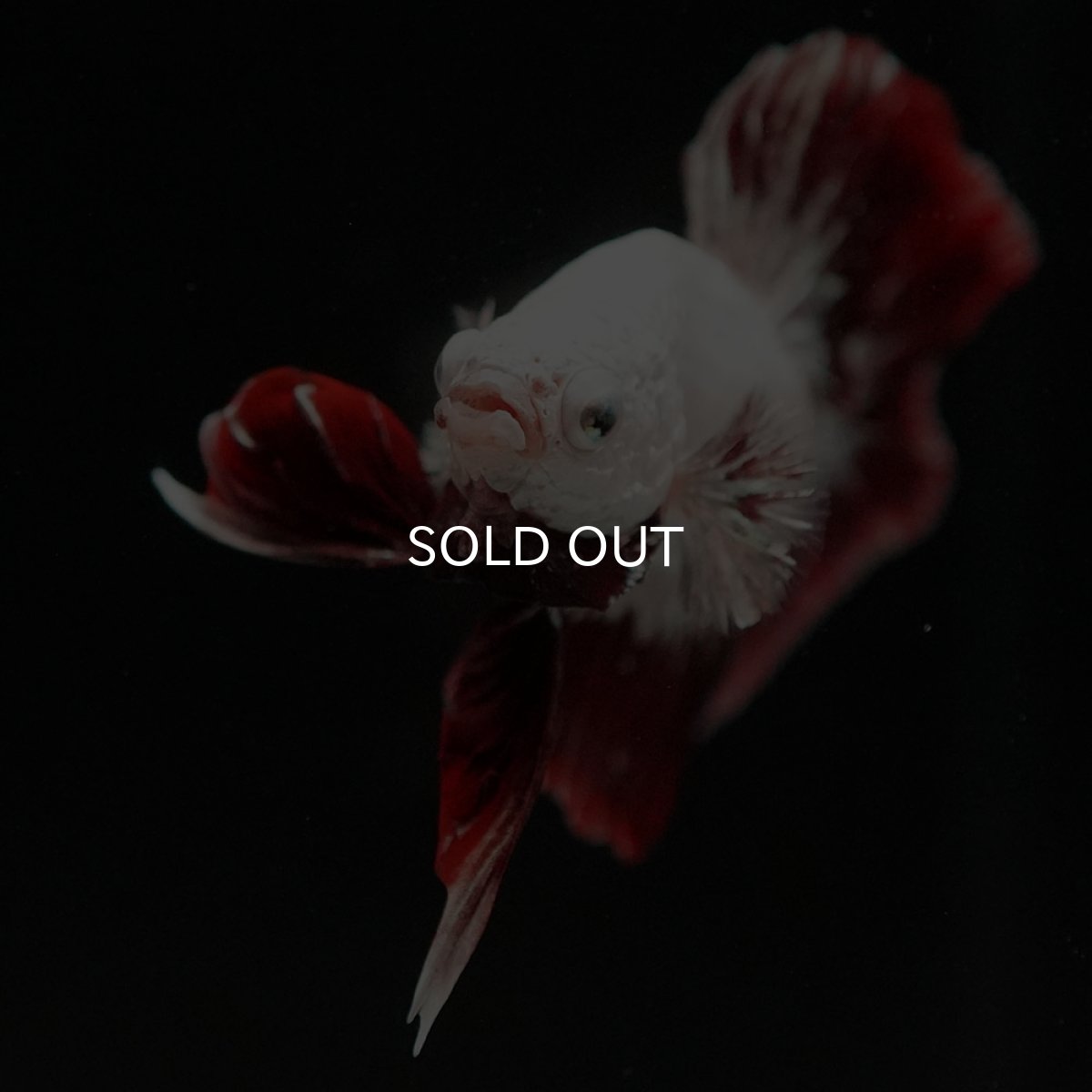 画像5: HMPK プラチナレッドドラゴン スノー (5)