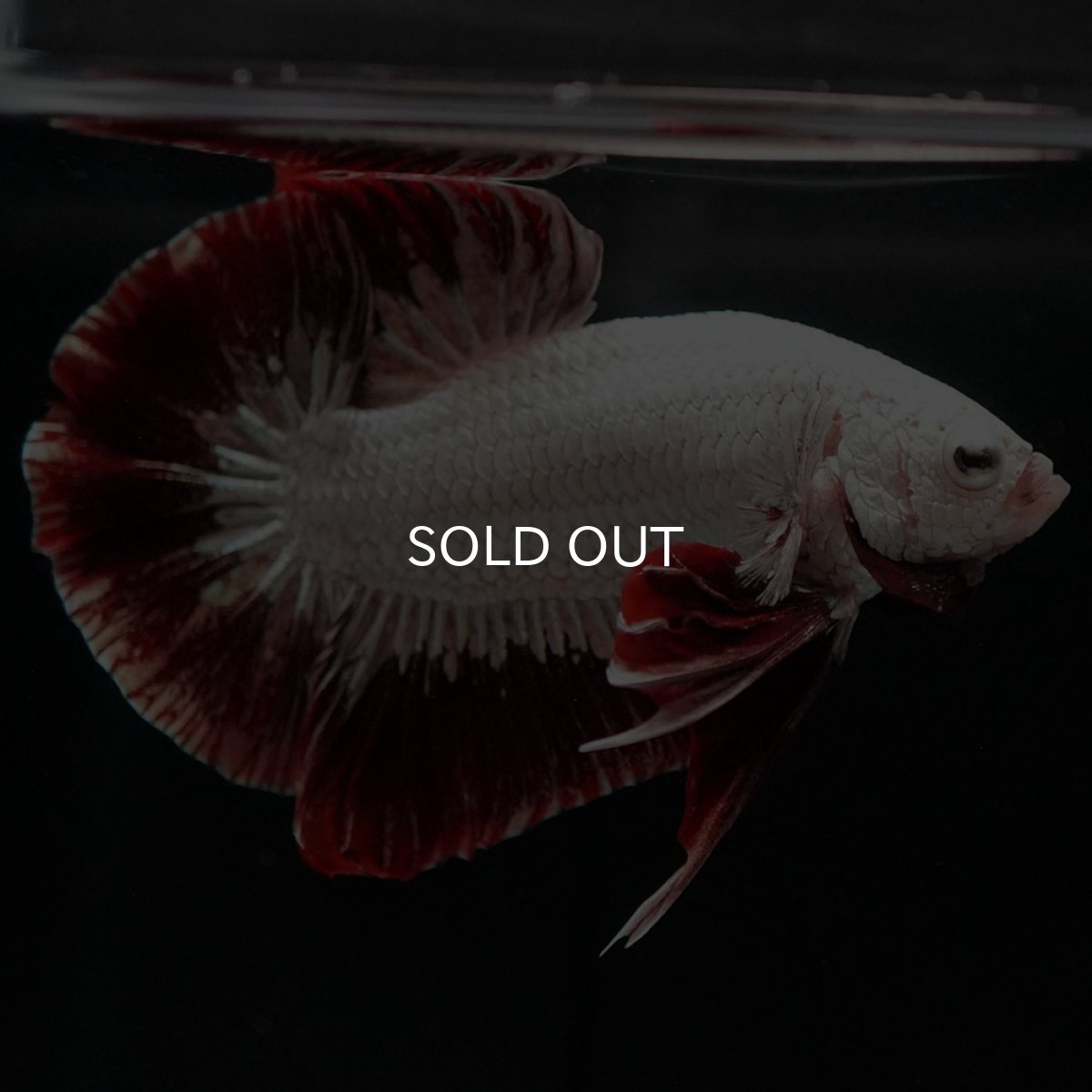 画像2: HMPK プラチナレッドドラゴン スノー (2)