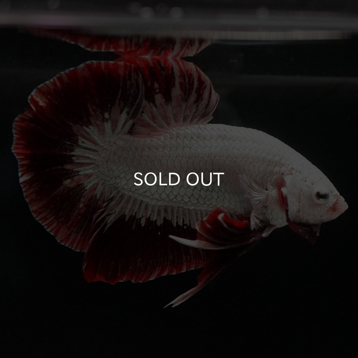 画像6: HMPK プラチナレッドドラゴン スノー (6)