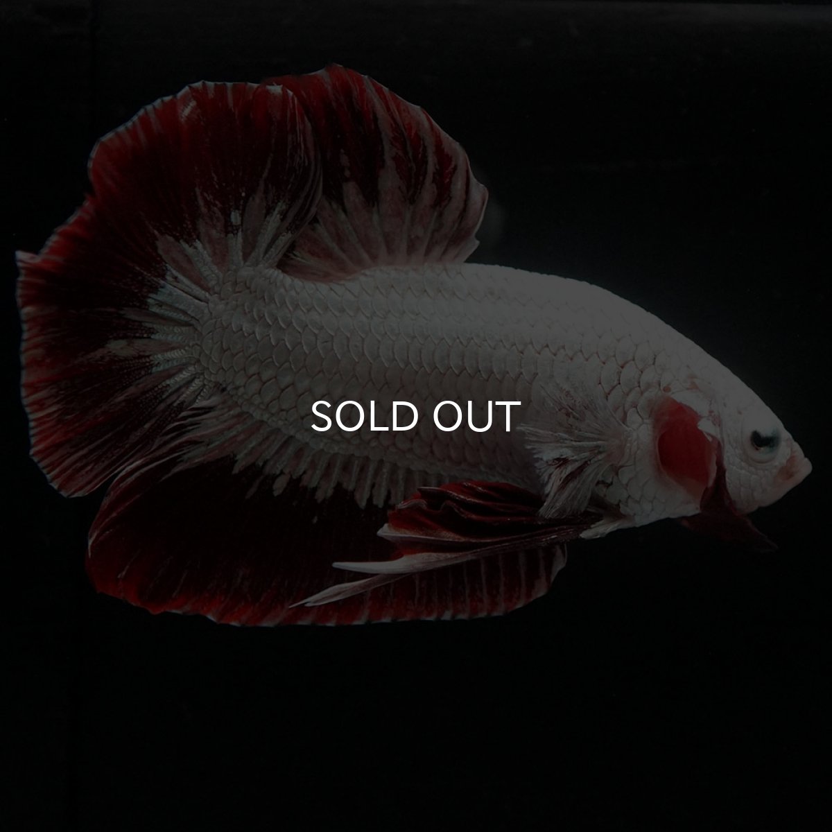 画像4: HMPK プラチナレッドドラゴン スノー (4)