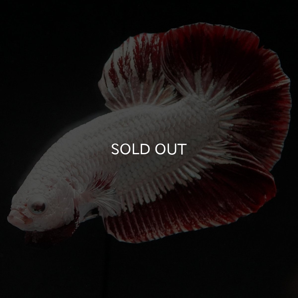 画像3: HMPK プラチナレッドドラゴン スノー (3)