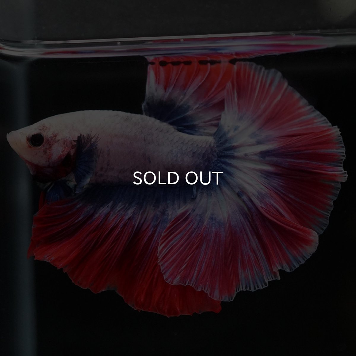 画像7: HM　タイフラッグ　ローズテール (7)