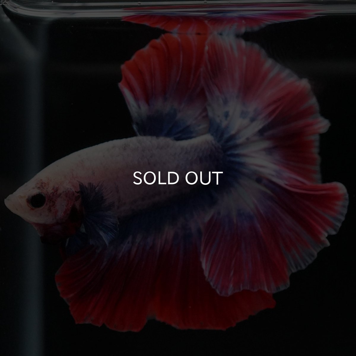 画像6: HM　タイフラッグ　ローズテール (6)