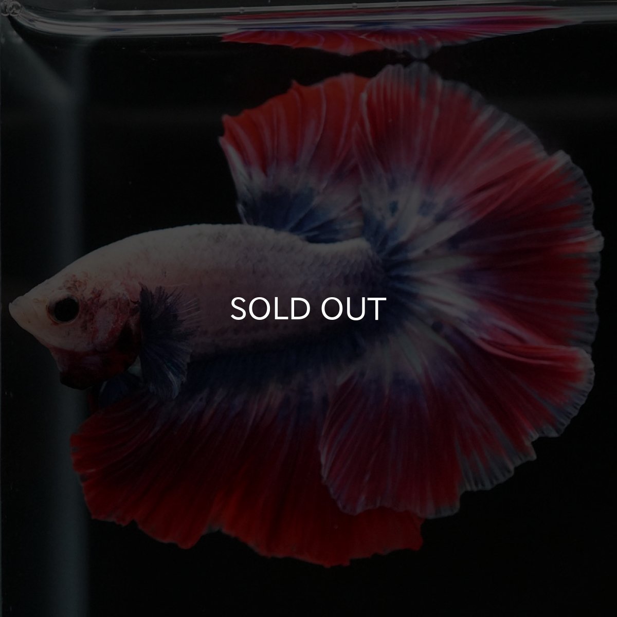 画像4: HM　タイフラッグ　ローズテール (4)