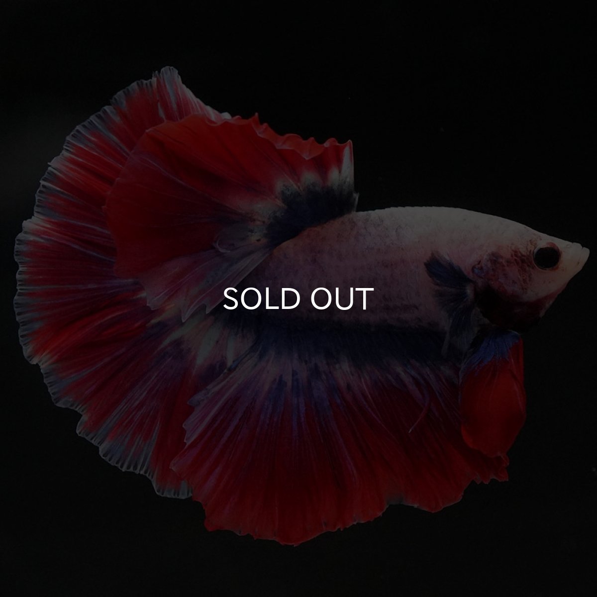 画像2: HM　タイフラッグ　ローズテール (2)