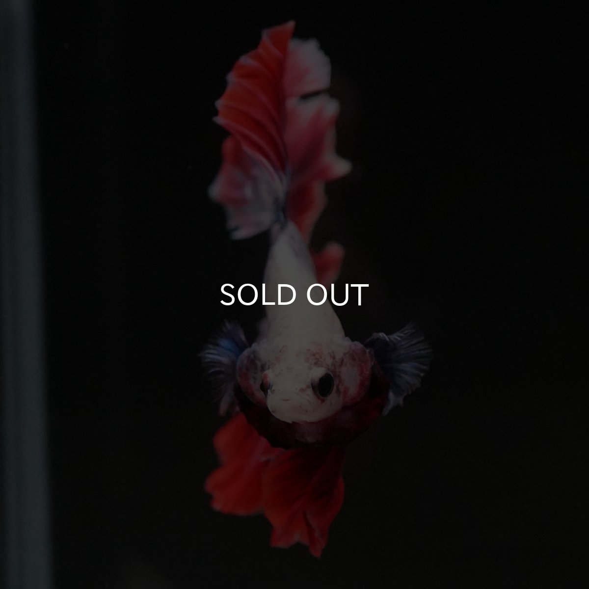 画像3: HM　タイフラッグ　ローズテール (3)