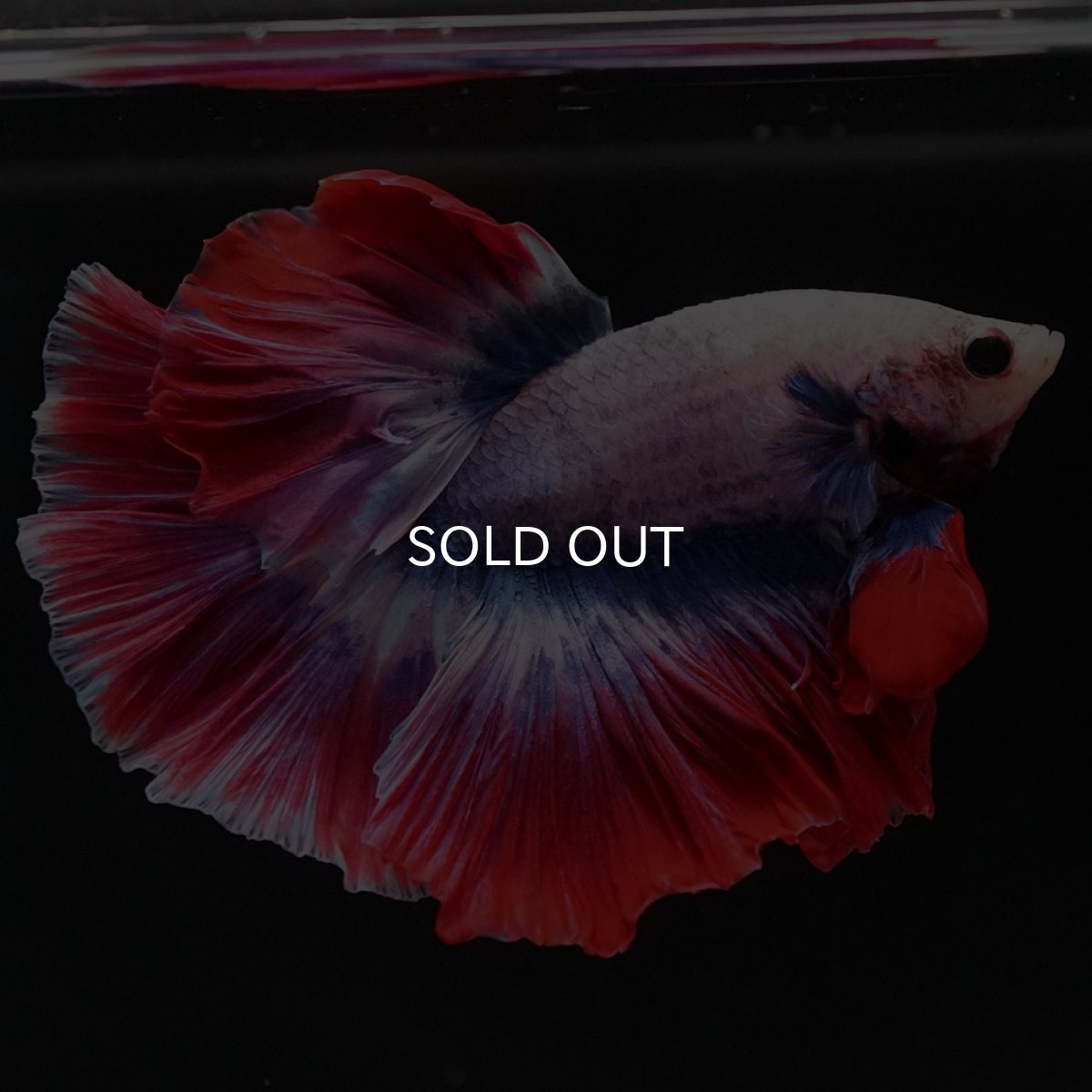 画像5: HM　タイフラッグ　ローズテール (5)