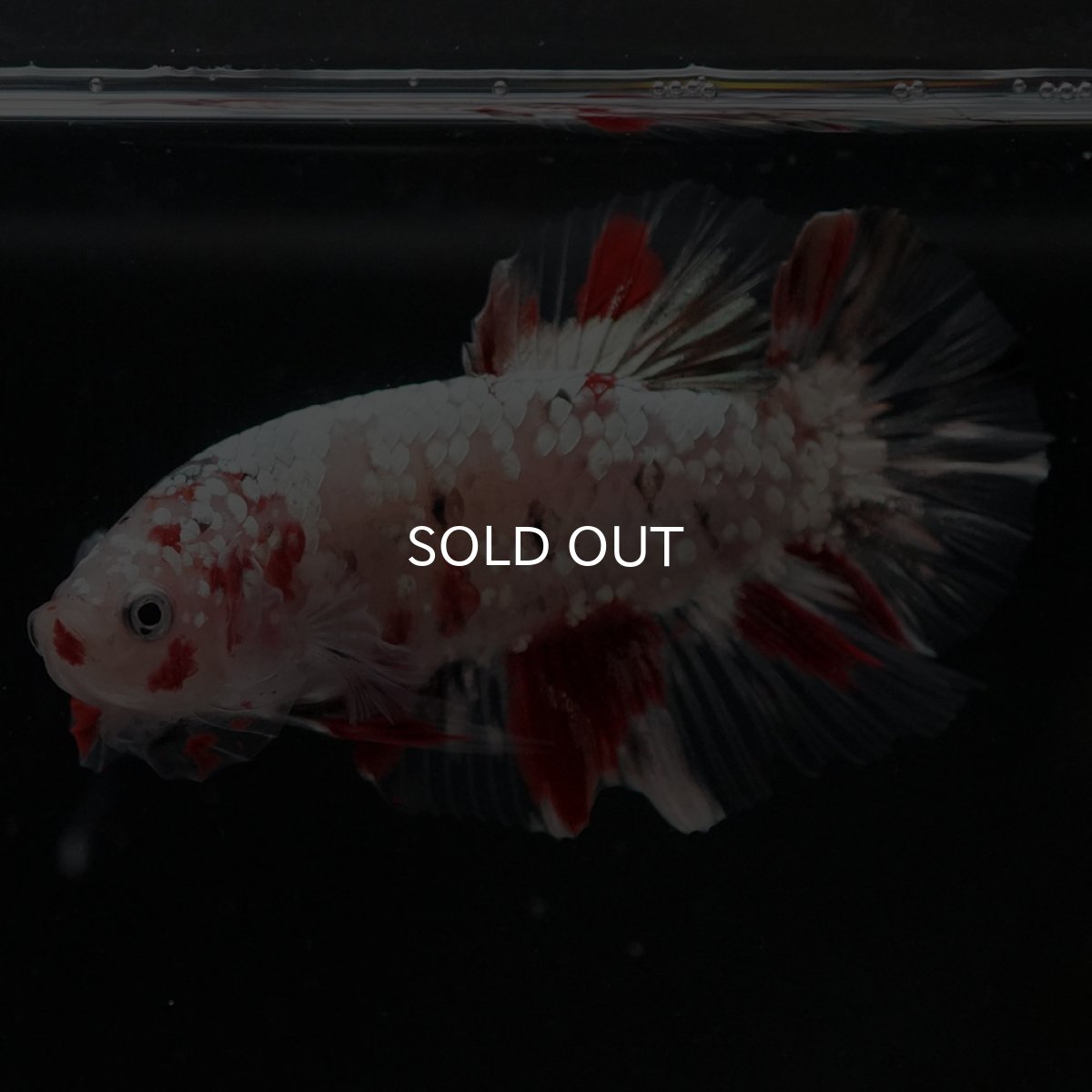 画像8: HMPK 鯉カッパー (8)