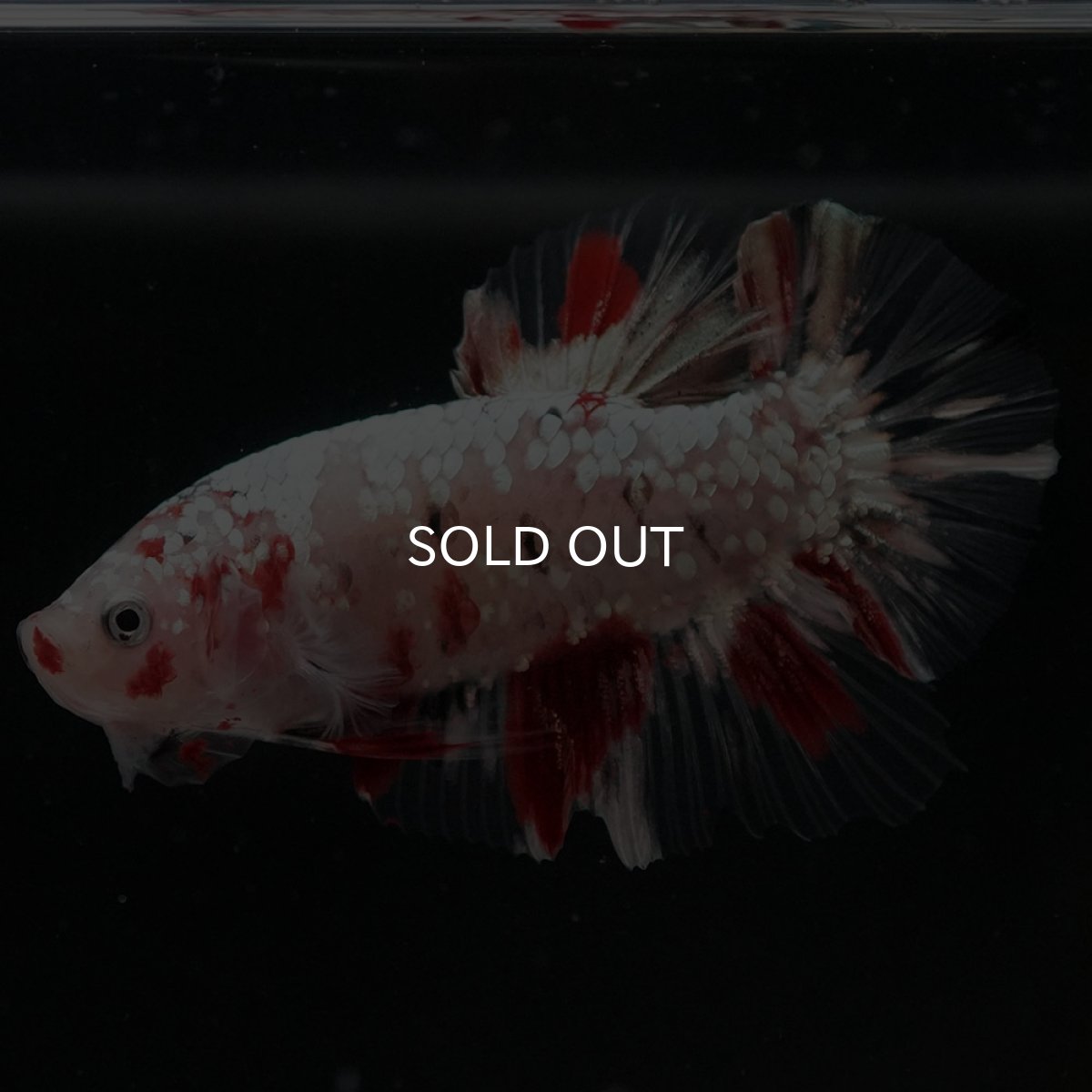 画像7: HMPK 鯉カッパー (7)