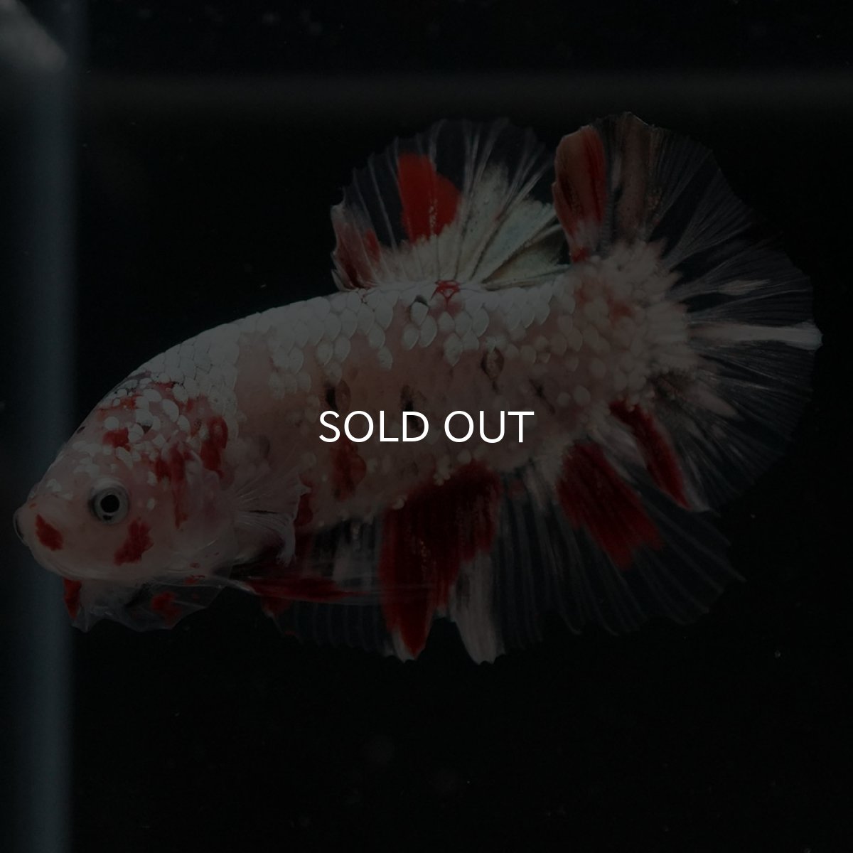 画像6: HMPK 鯉カッパー (6)