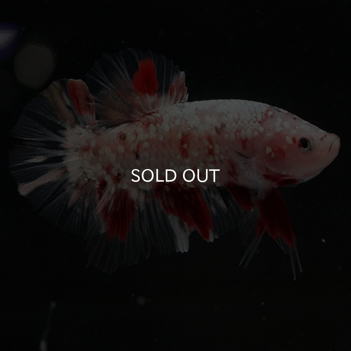 画像5: HMPK 鯉カッパー (5)