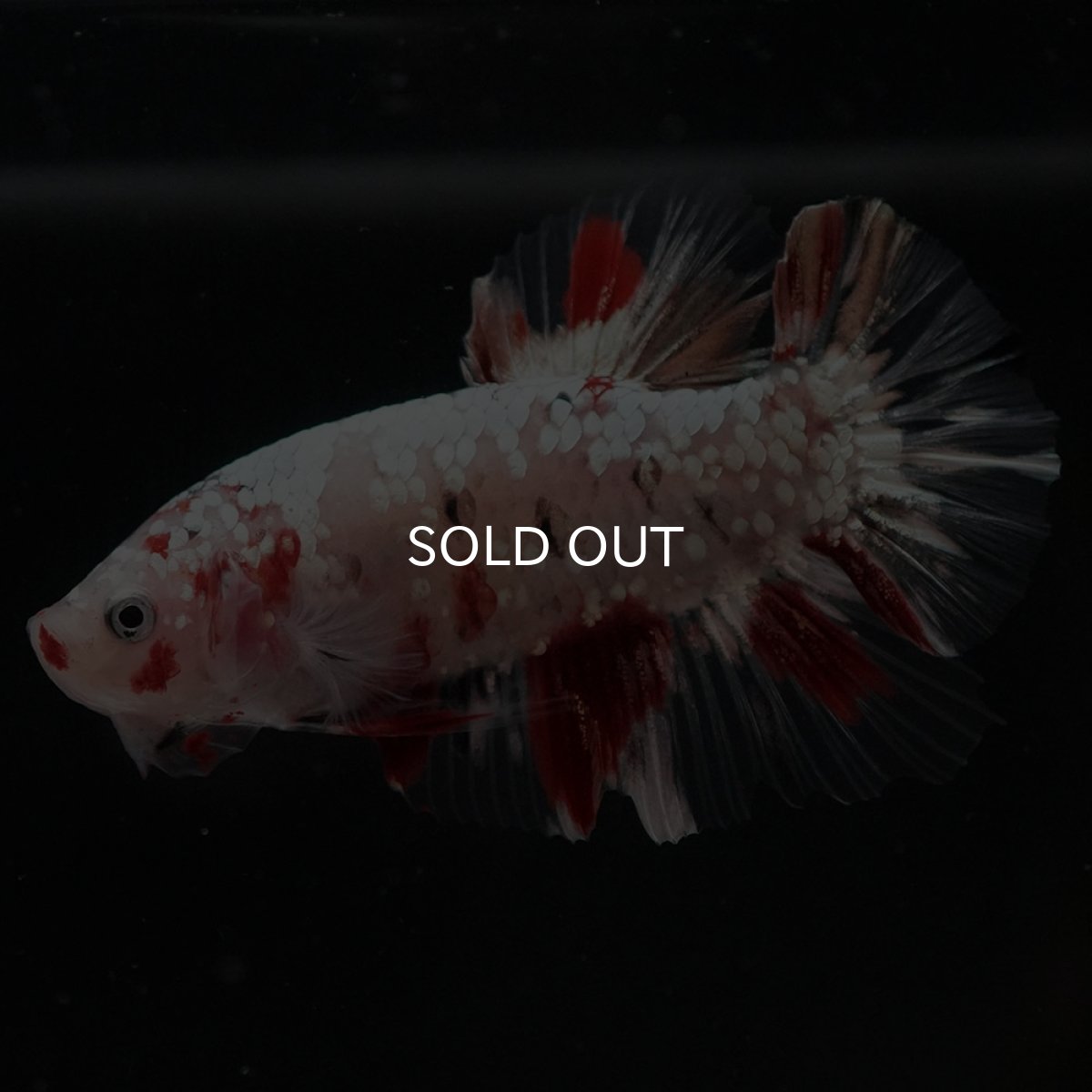 画像4: HMPK 鯉カッパー (4)