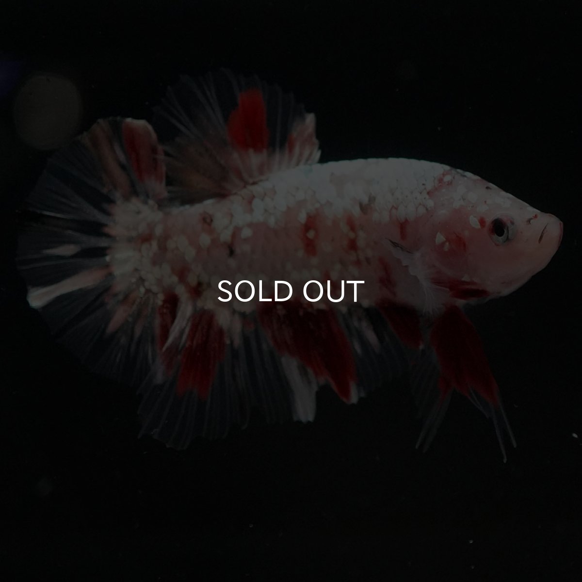 画像3: HMPK 鯉カッパー (3)