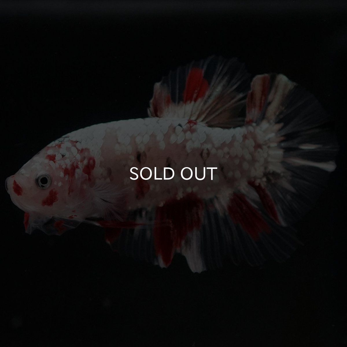 画像2: HMPK 鯉カッパー (2)