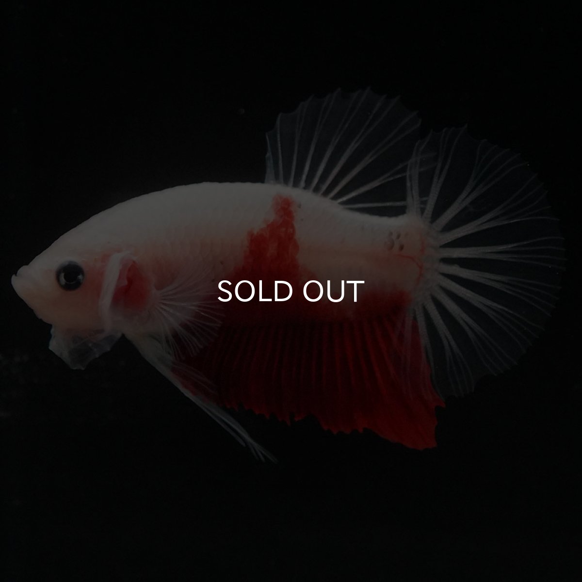 画像7: HMPK　紅白 (7)