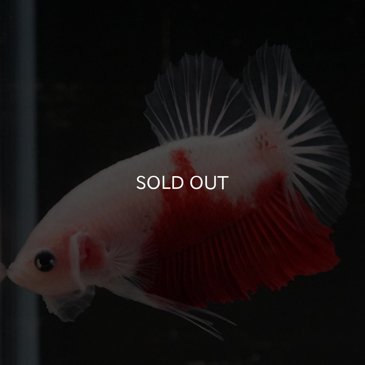 画像9: HMPK　紅白 (9)