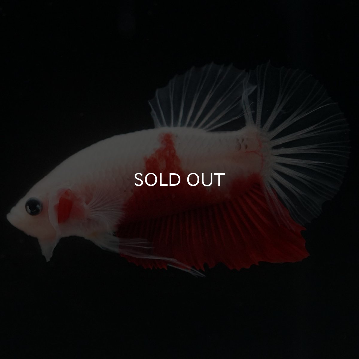 画像3: HMPK　紅白 (3)