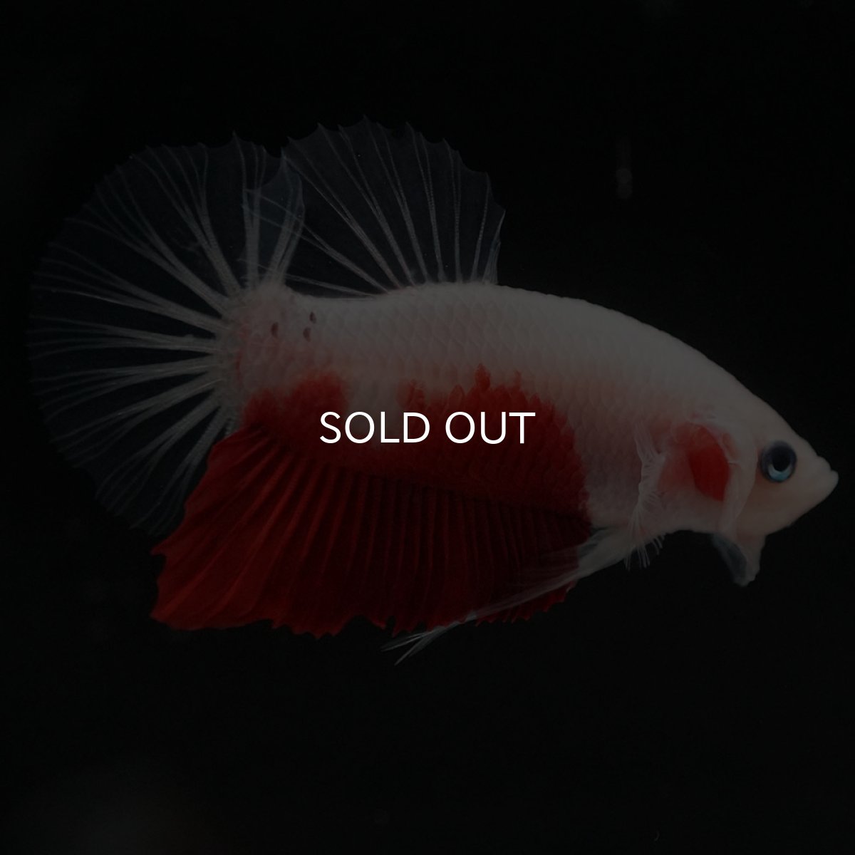 画像8: HMPK　紅白 (8)