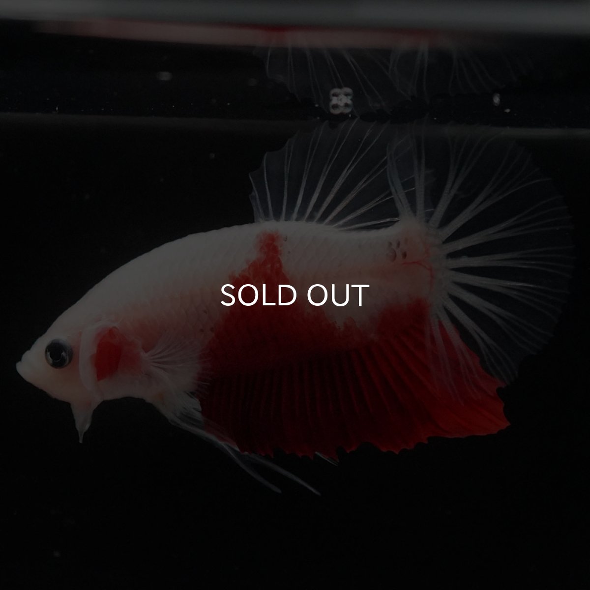 画像5: HMPK　紅白 (5)