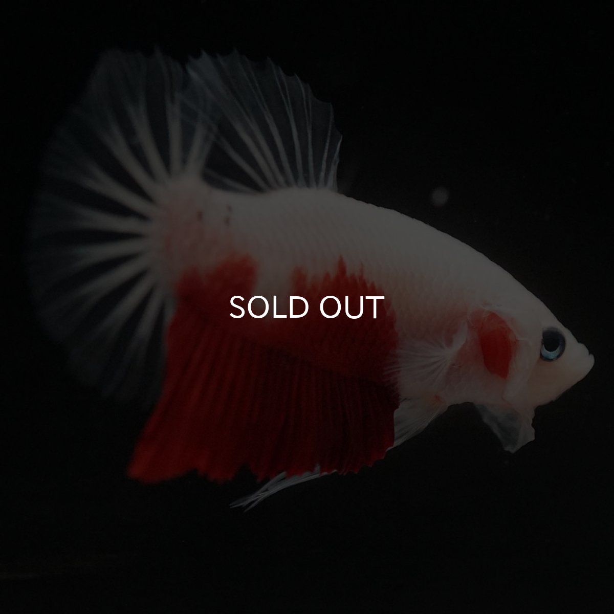 画像6: HMPK　紅白 (6)