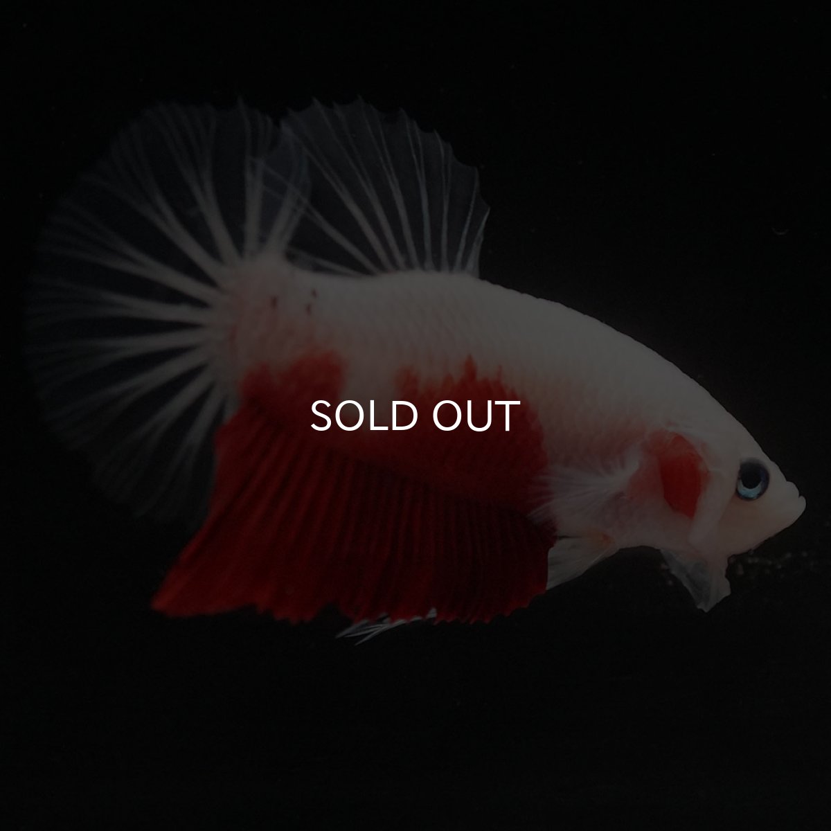 画像2: HMPK　紅白 (2)