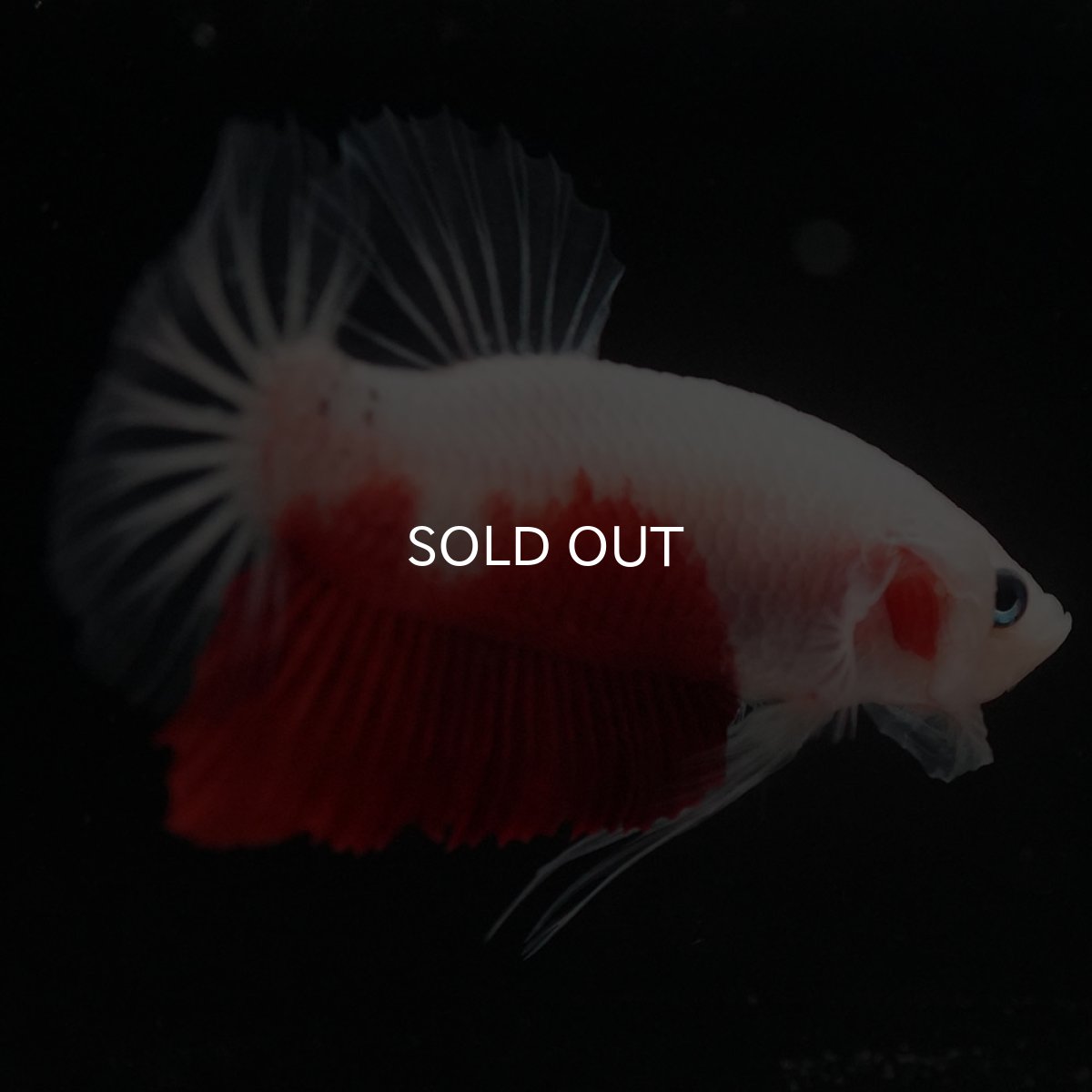 画像4: HMPK　紅白 (4)