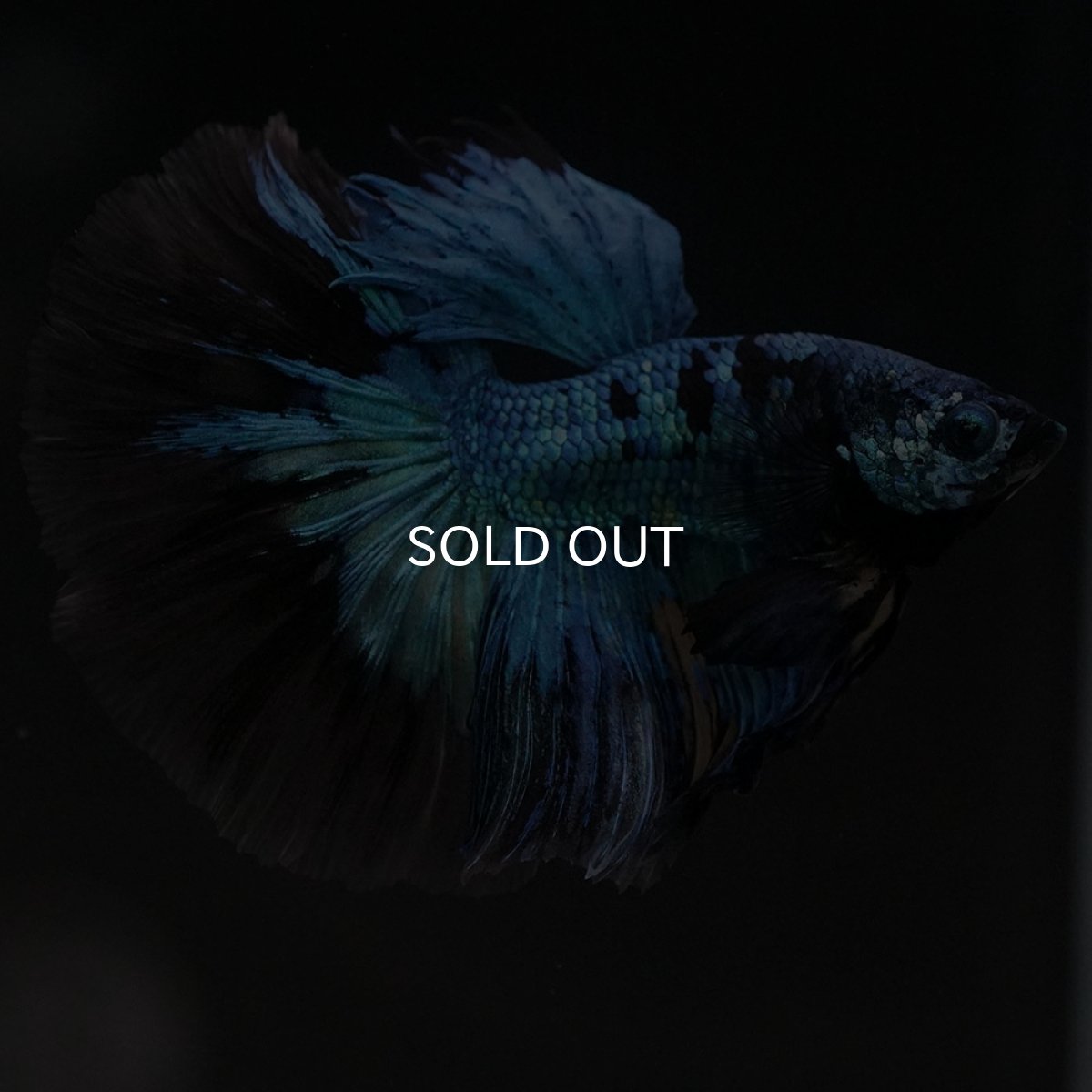 画像4: HM　ブルーブラック　変わり柄 (4)