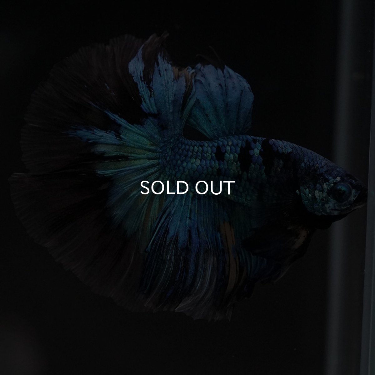 画像5: HM　ブルーブラック　変わり柄 (5)