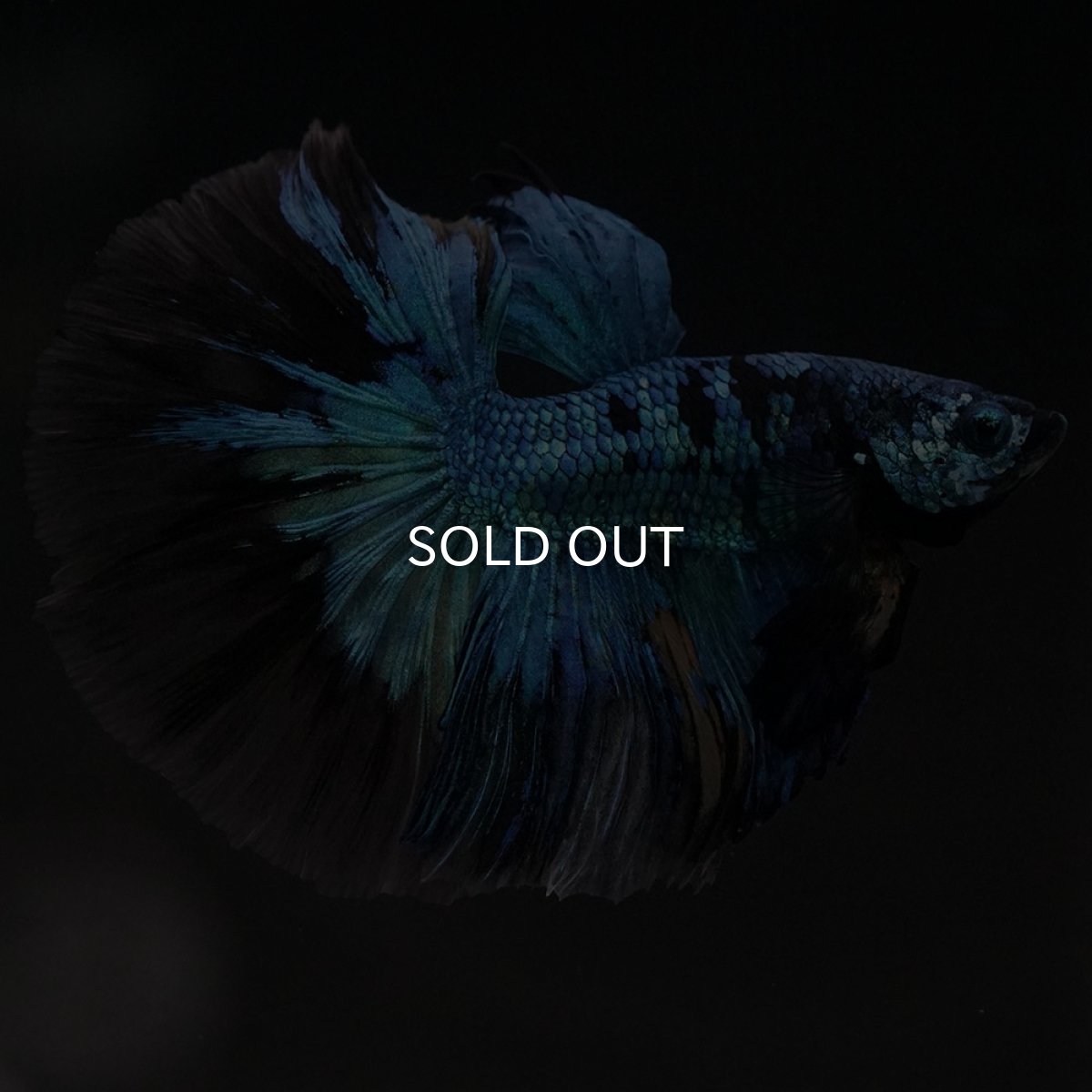 画像2: HM　ブルーブラック　変わり柄 (2)