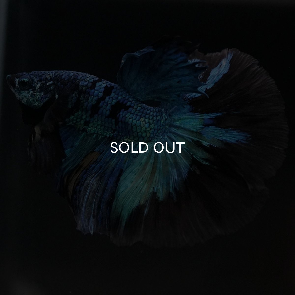 画像3: HM　ブルーブラック　変わり柄 (3)