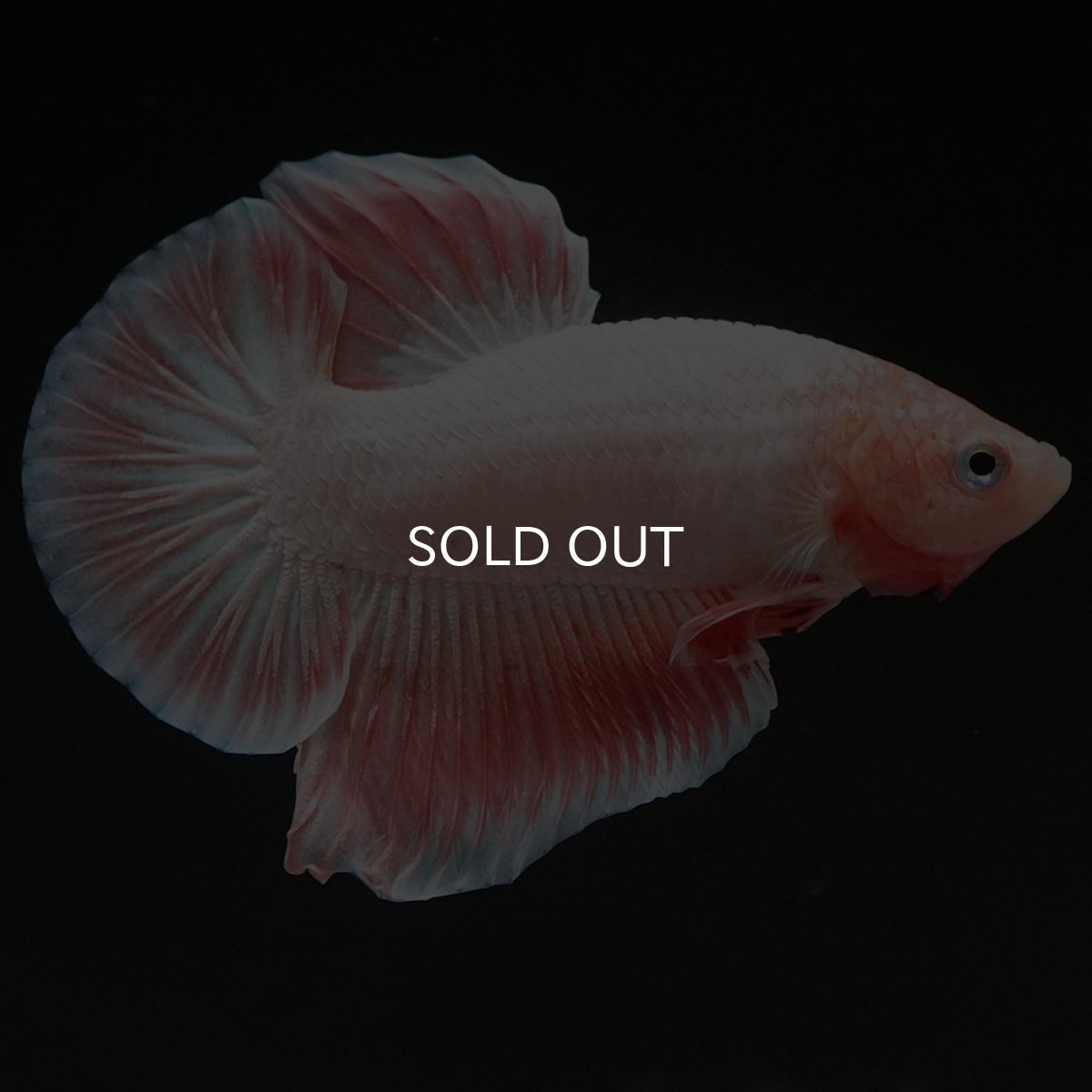 画像5: HMPK ファンシー (5)