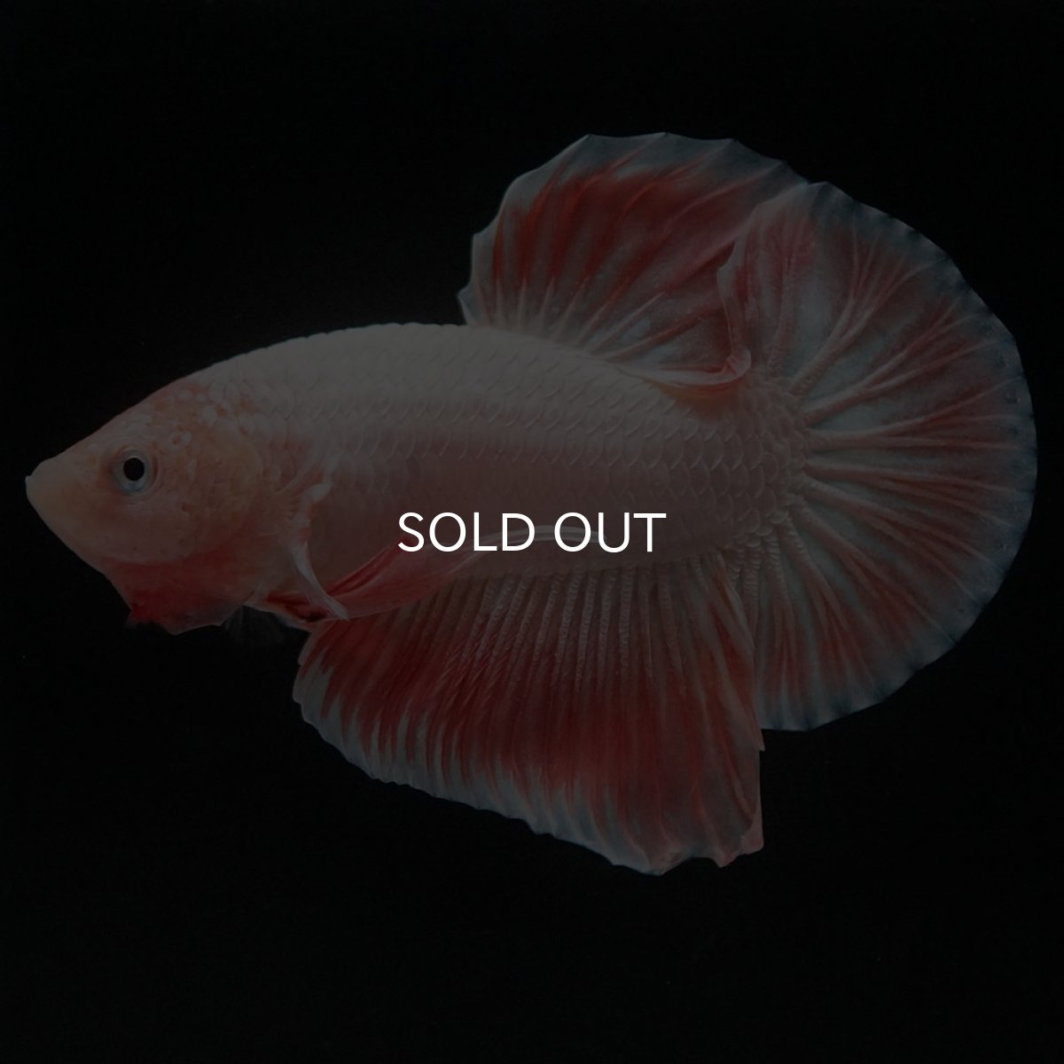 画像2: HMPK ファンシー (2)