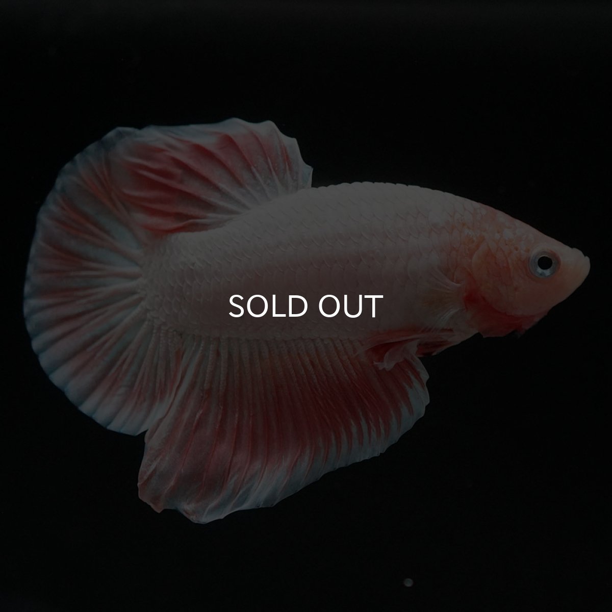 画像9: HMPK ファンシー (9)